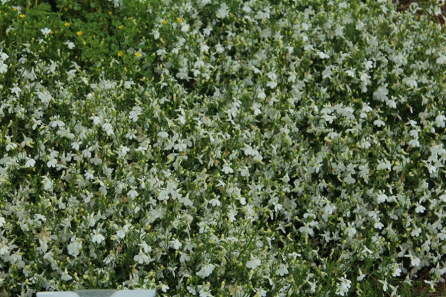 Lobelia Laguna Cloud Whitejpg